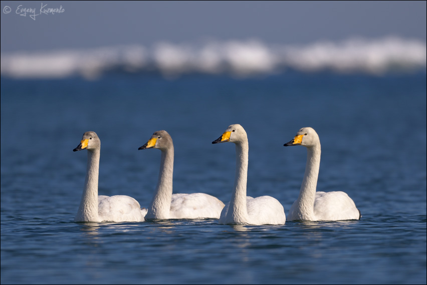 Лебеди-кликуны на море у села Охотское