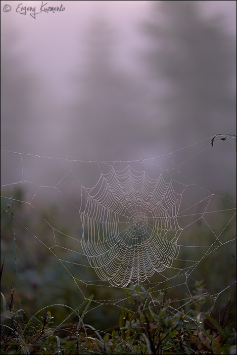 Паутинка в утреннем тумане