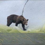 Медведь на о. Прокофьева