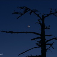 Молодая луна и мертвое дерево