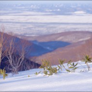 Бамбук, на заднем плане - Южно-Сахалинск