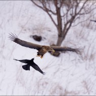 Ворона преследует орлана-белохвоста